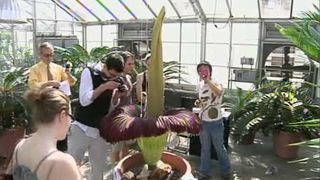 Gawkers gathering to see Cornell's corpse flower in bloom.