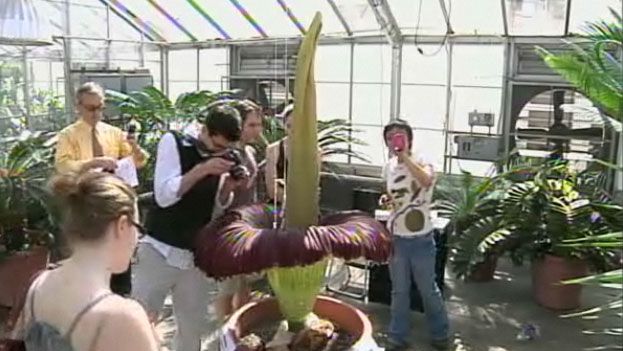 Gawkers gathering to see Cornell&#039;s corpse flower in bloom.