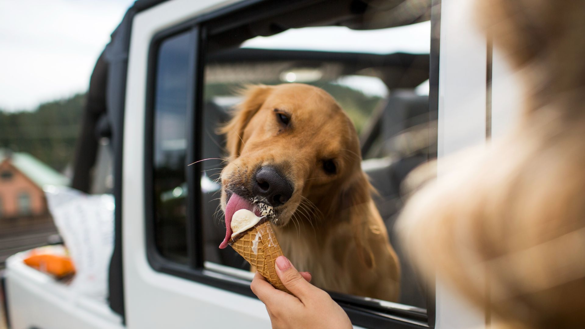 Dog eating ice cream in the car