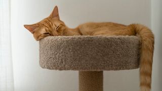 cay lying on cat tower