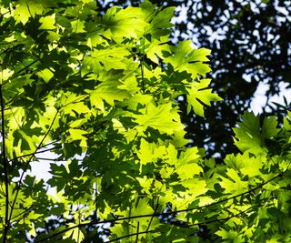 the leaves of a bigleaf maple tree