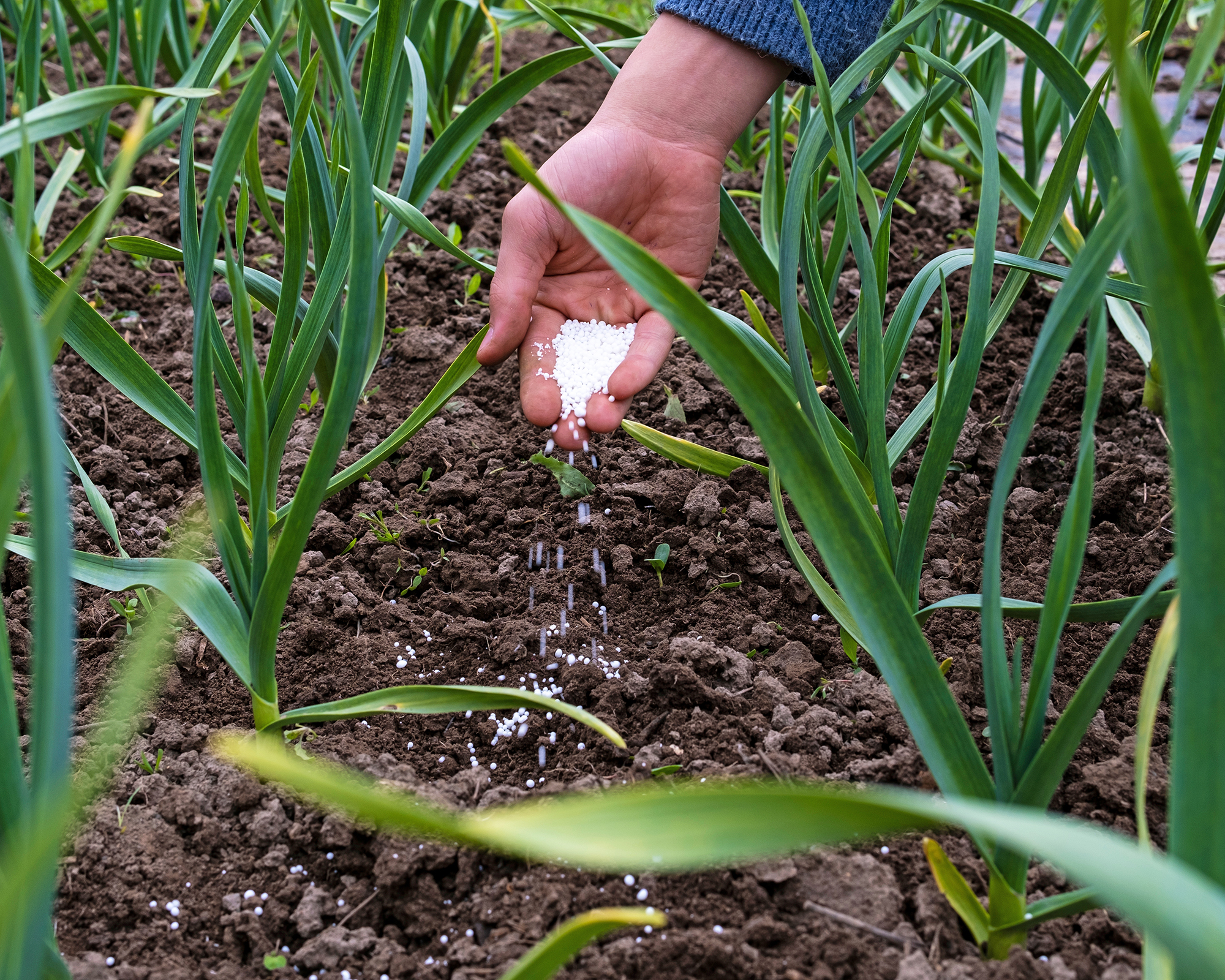 Gardener fertilizes garlic plants with granular fertilizer
