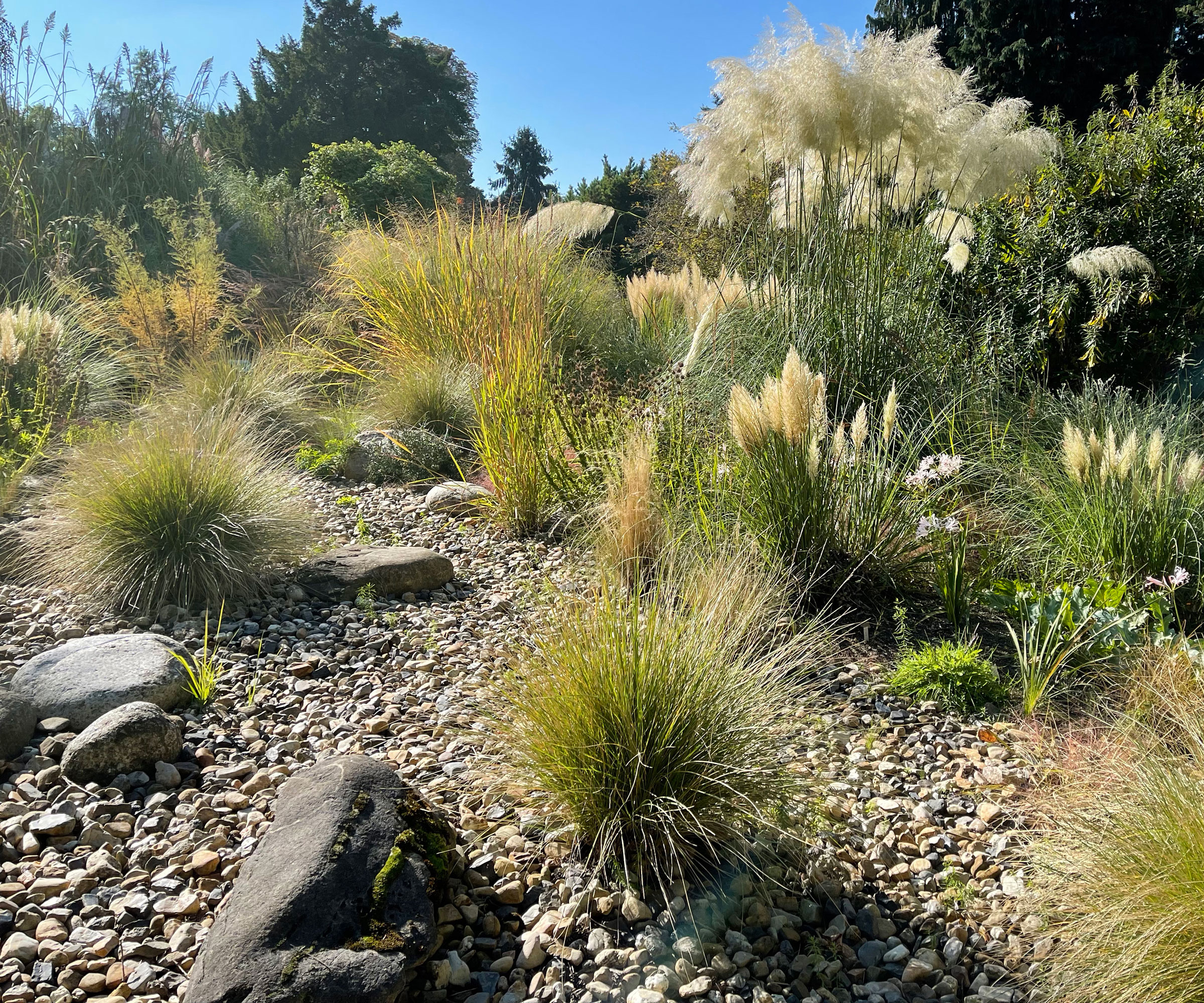 ornamental grasses, rocks and pebbles in a landscaping design