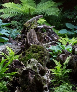 ferns growing in a stumpery