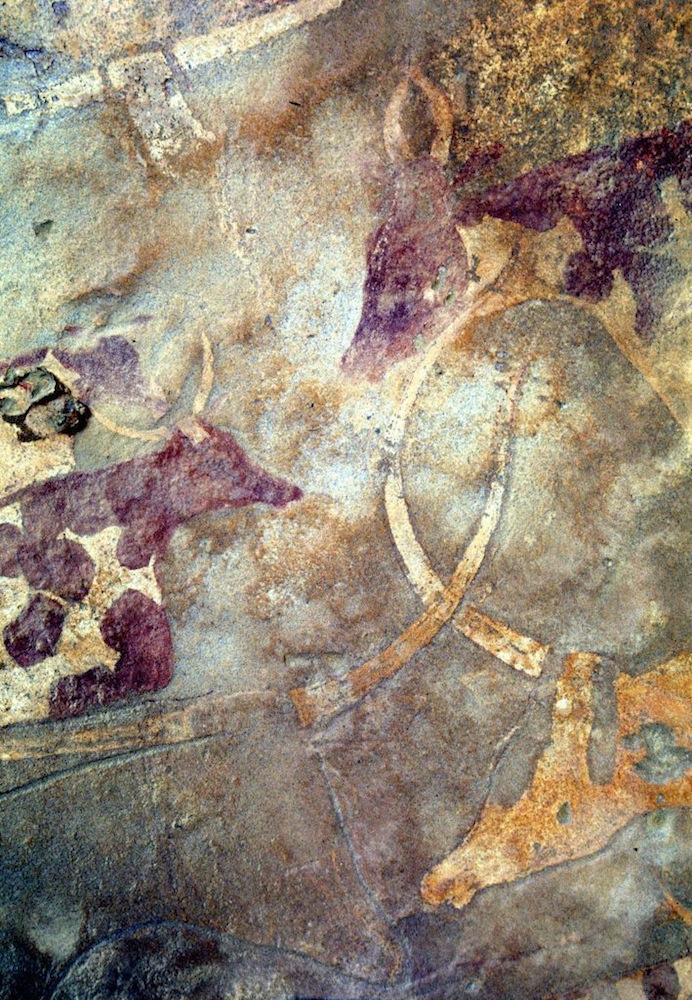 A closer look at Saharan rock art depicting domesticated cattle.