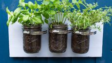 mini DIY herb garden