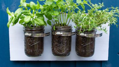 mini DIY herb garden