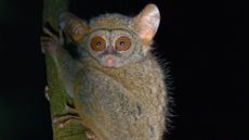 Gursky&rsquo;s spectral tarsiers (Tarsius spectrumgurskyae) in Tangkoko National Park in Sulawesi, Indonesia sing morning duets, which scientists captured with autonomous devices and handheld digital recorders.