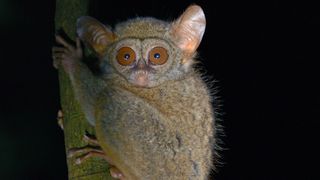 Gursky’s spectral tarsiers (Tarsius spectrumgurskyae) in Tangkoko National Park in Sulawesi, Indonesia sing morning duets, which scientists captured with autonomous devices and handheld digital recorders.