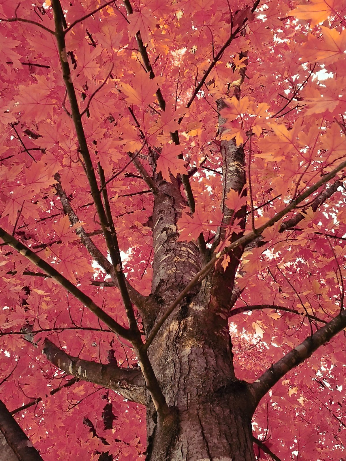A sample image taken with the Instax Mini Evo 2