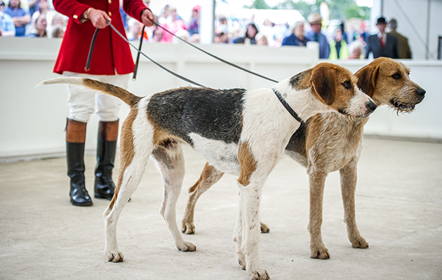 VWH Folklore and Latimer take the unentered doghound class