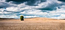 Tree in hay field with storm clouds