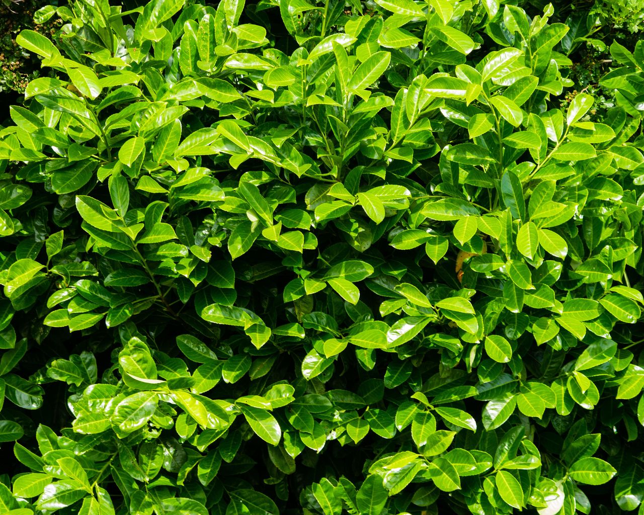 Best screening plants 12 plants to hide garden boundaries and create