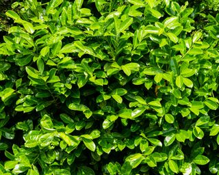 Laurel hedge, prunus laurocerasus