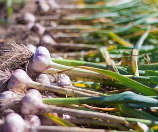 A harvest of garlic bulbs