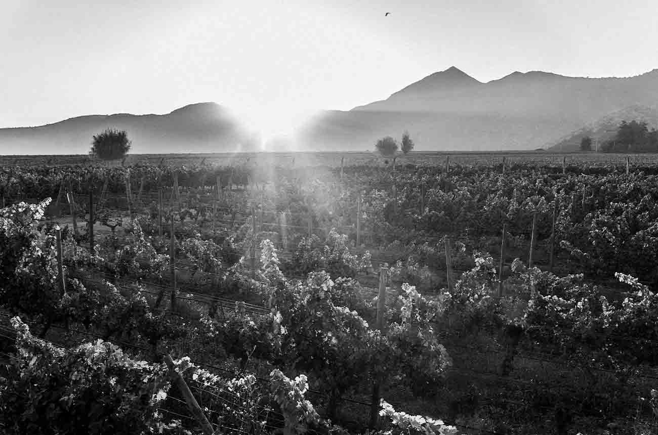 Escudo Rojo's vineyards in the Maipo Valley, Chile where Baronesa P. wine is grown.