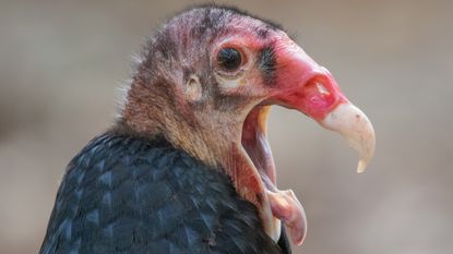A turkey vulture in full yawn.