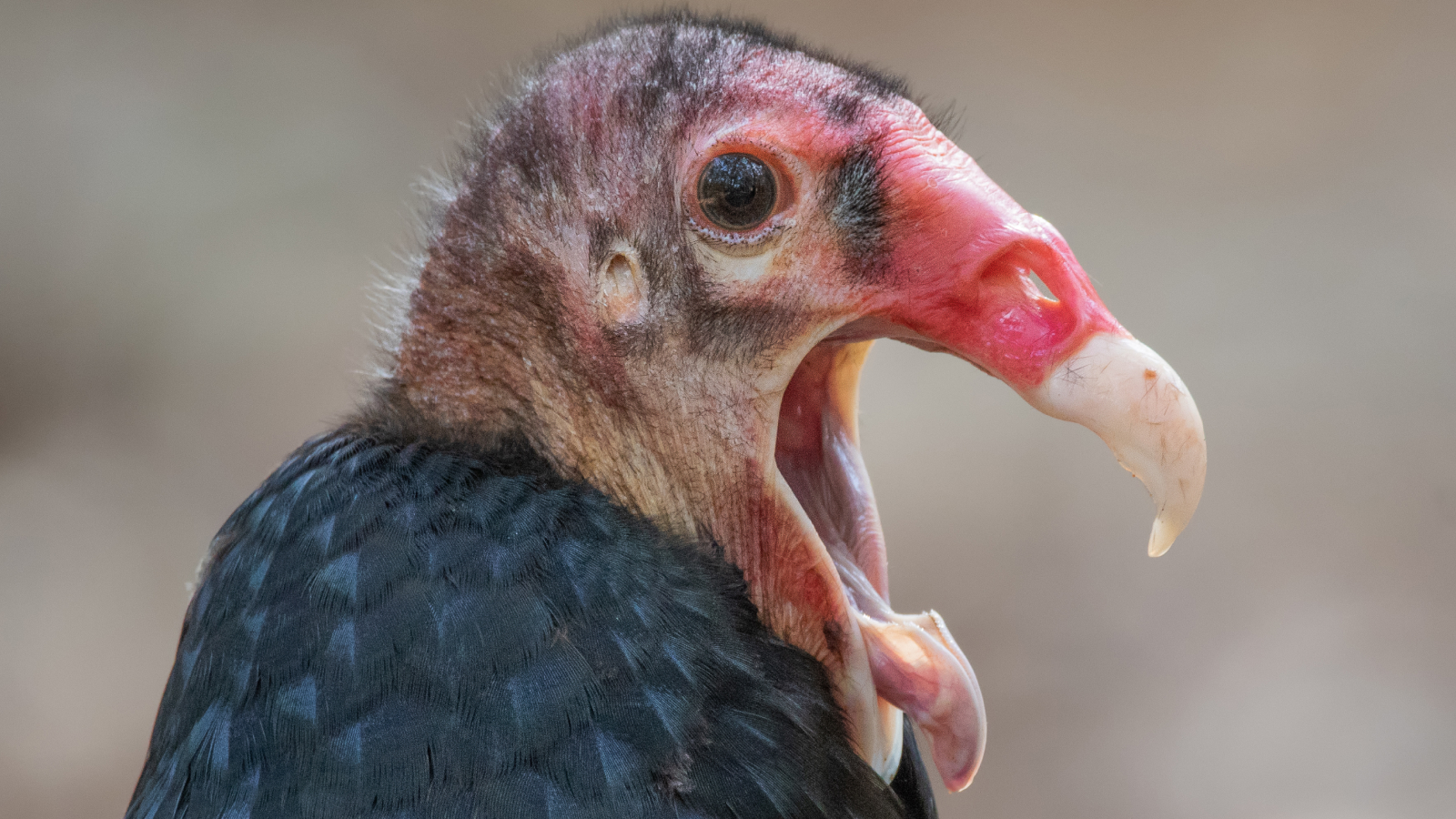 Turkey vulture: The bird that vomits acid up to 10 feet and poops antiseptic onto its legs