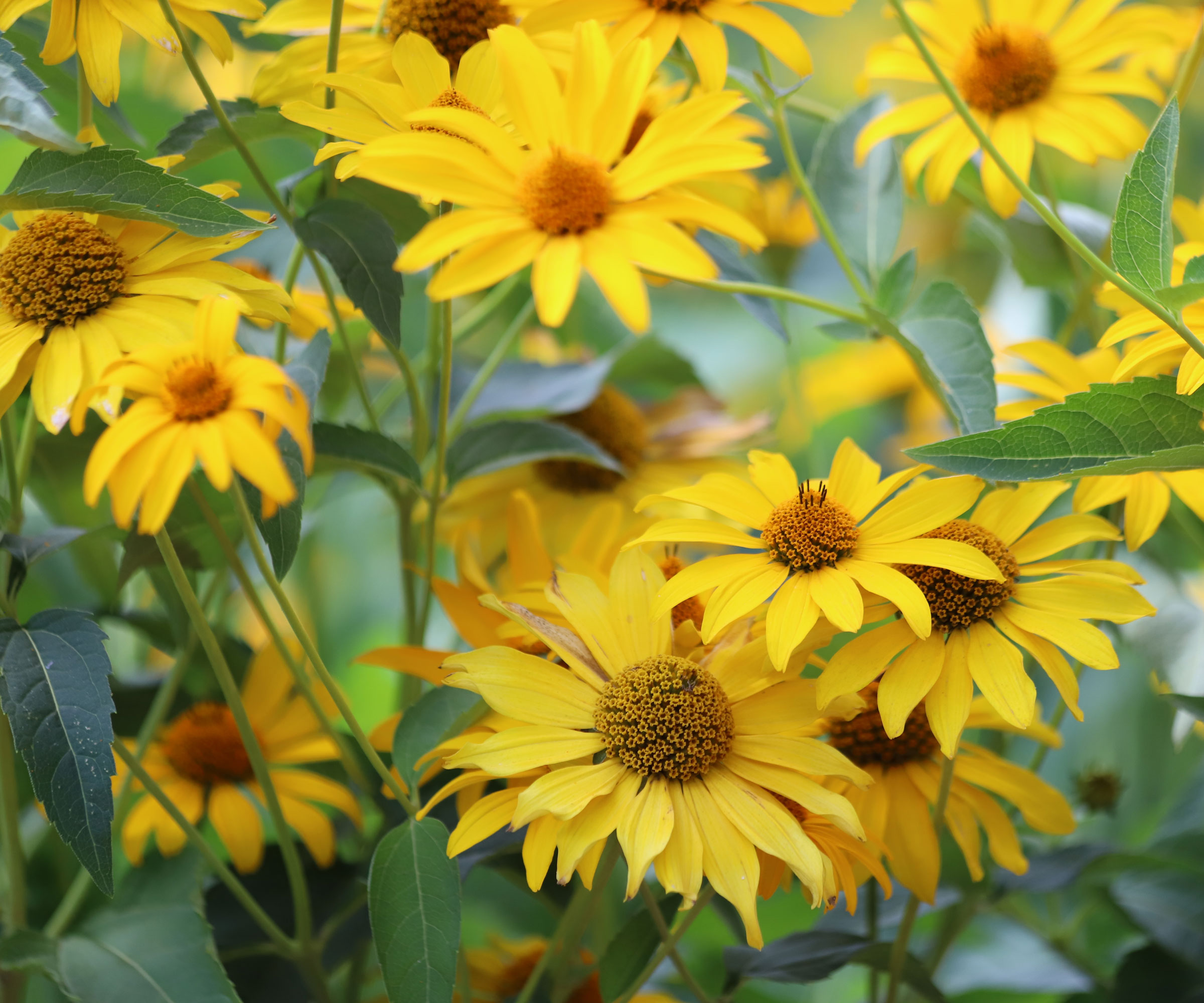 false sunflower plants with bright yellow petals