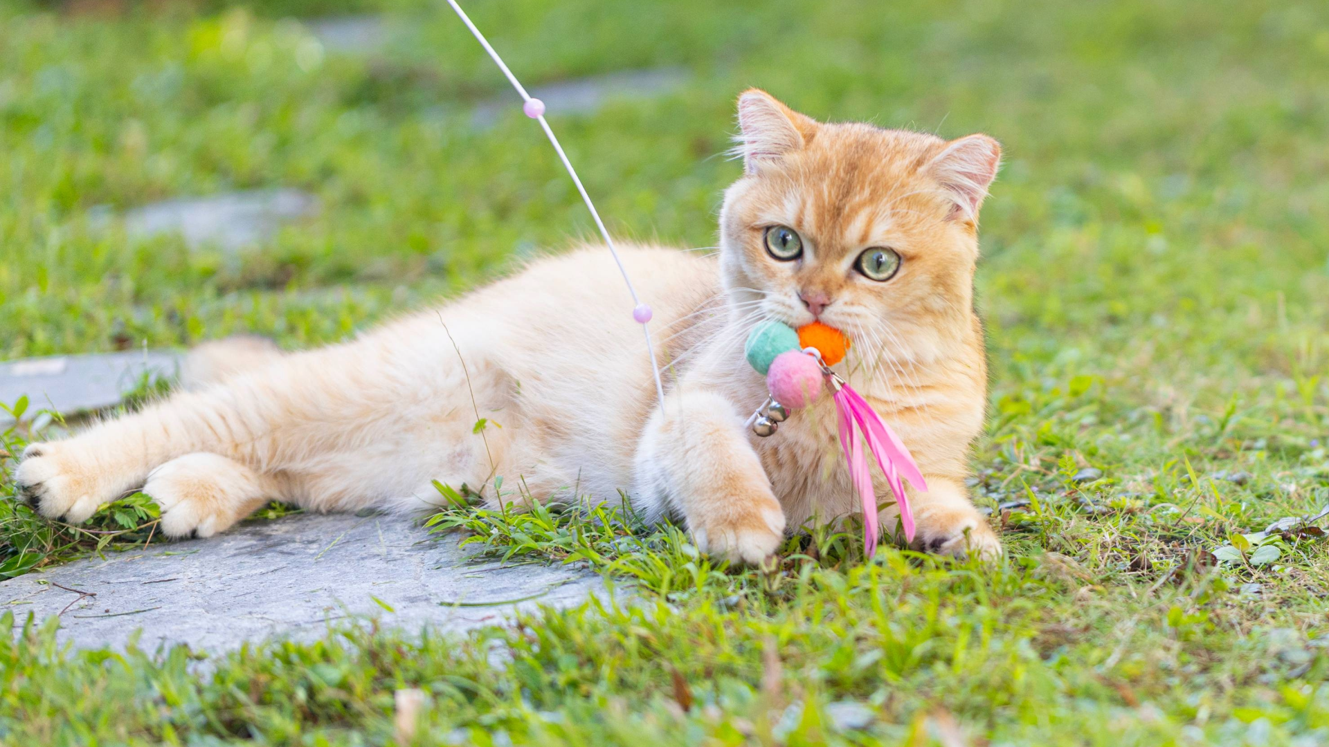 Cat lying down on grass with a teaser toy in its mouth