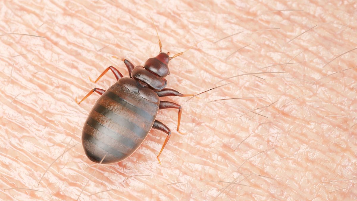 7 ways to get rid of bedbugs, without chemicals | TechRadar