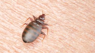 Close up of bedbug