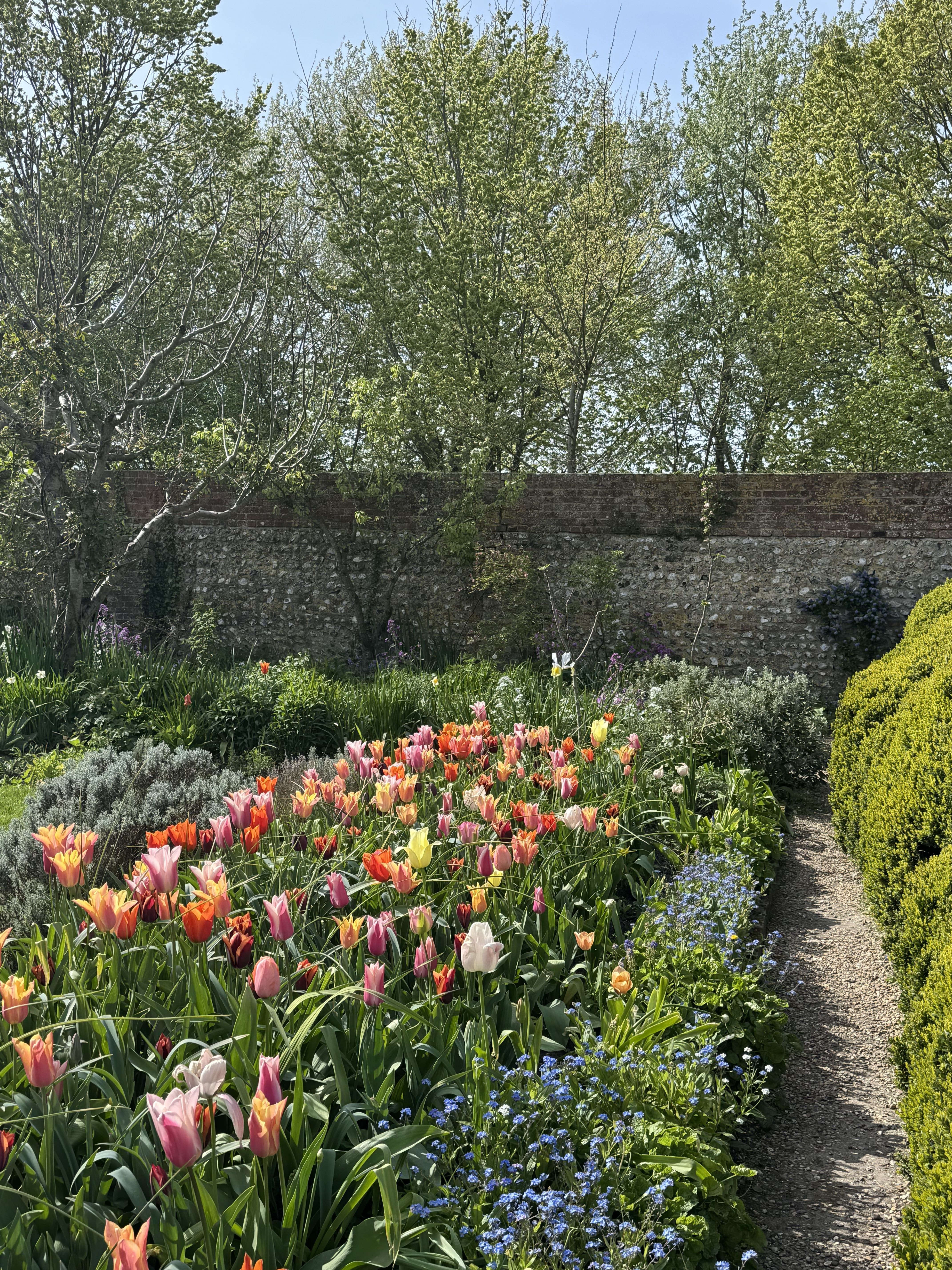 Sun-filled grounds of a countryside house, with in-bloom tulips and trailing plants.
