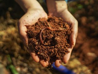 Hands holding soil and an earthworm