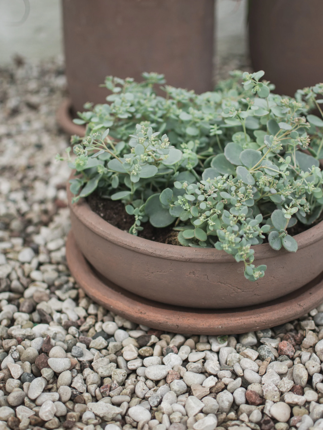 A low terracotta planter with a saucer