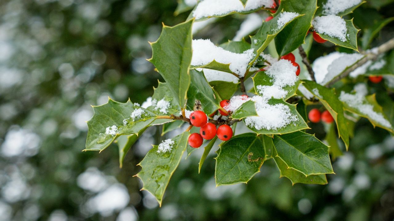 Holly leaves and berries covered in snow