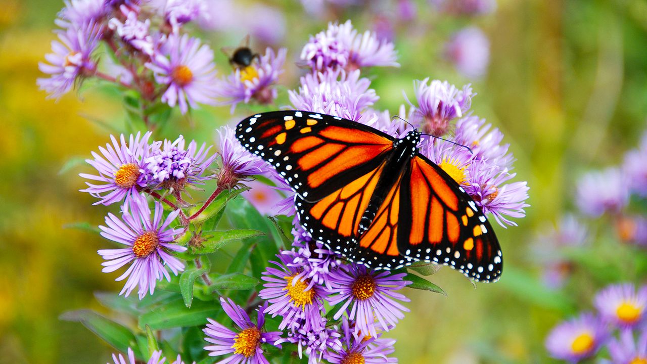 Monarch butterfly resting on purple aster flowers