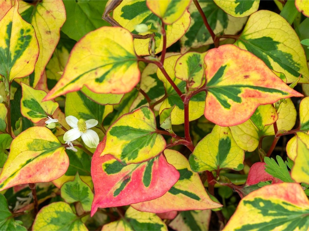 Close up of flowering chameleon plant