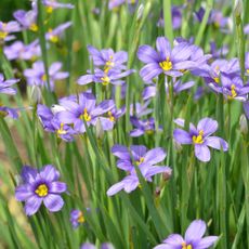 Spring sisyrinchium angustifolium flower plants