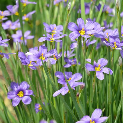 Spring sisyrinchium angustifolium flower plants