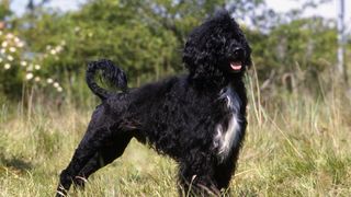Lion clip on black portuguese water dog