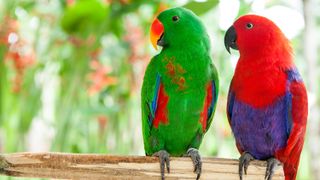 Eclectus Parrot