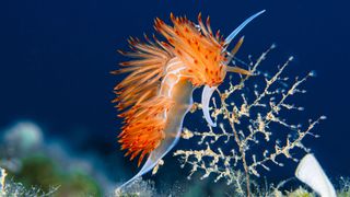 Nudibranch