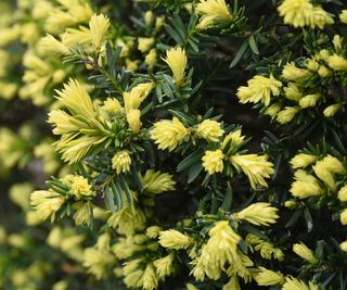 Japanese yew in detail showing speckled yellow and green foliage