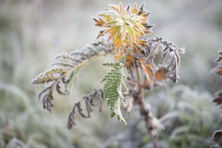 Frostkissed leaves on a chilly morning