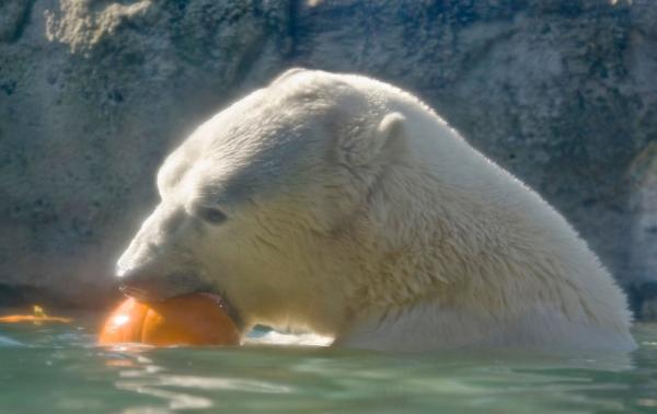 boo-zoo-album-12-polar-bear-101028