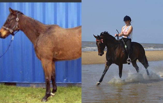“Thomas was deemed not fast enough to race, so we’ve retrained him for the show ring and qualified for HOYS! Riding him through the curtains and into the ring at HOYS was by far the best moment of my life and I don’t think anything will ever come close to that feeling!” — Kara Roylance