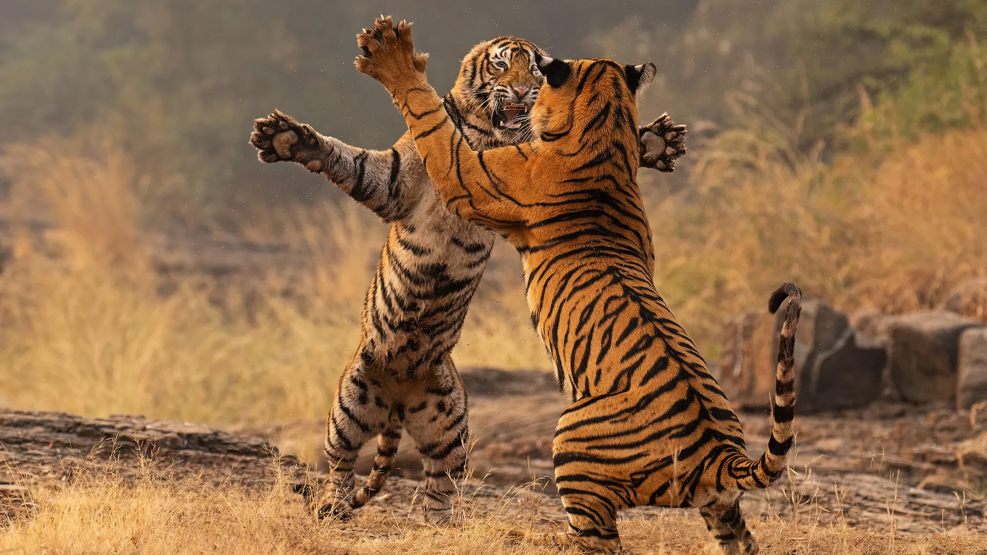 Two tigers engage in a playful fight, standing on their hind legs amidst dry grass and a misty background
