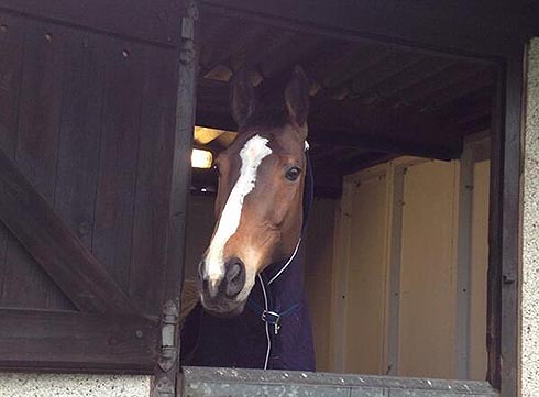 Kauto-Star-Kempton.jpg