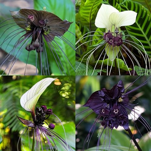 Pack 2 Mixed Tacca Chantrieri Plants Live, Black Orchid Bat Flower 3-6 Inches, Indoor Houseplant, Outdoor Planting