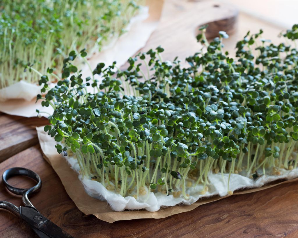 How to grow cress expert tips for sowing and growing Gardeningetc