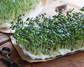 Yellow mustard sprouts on a wooden table, with garden cress sprouts in the background