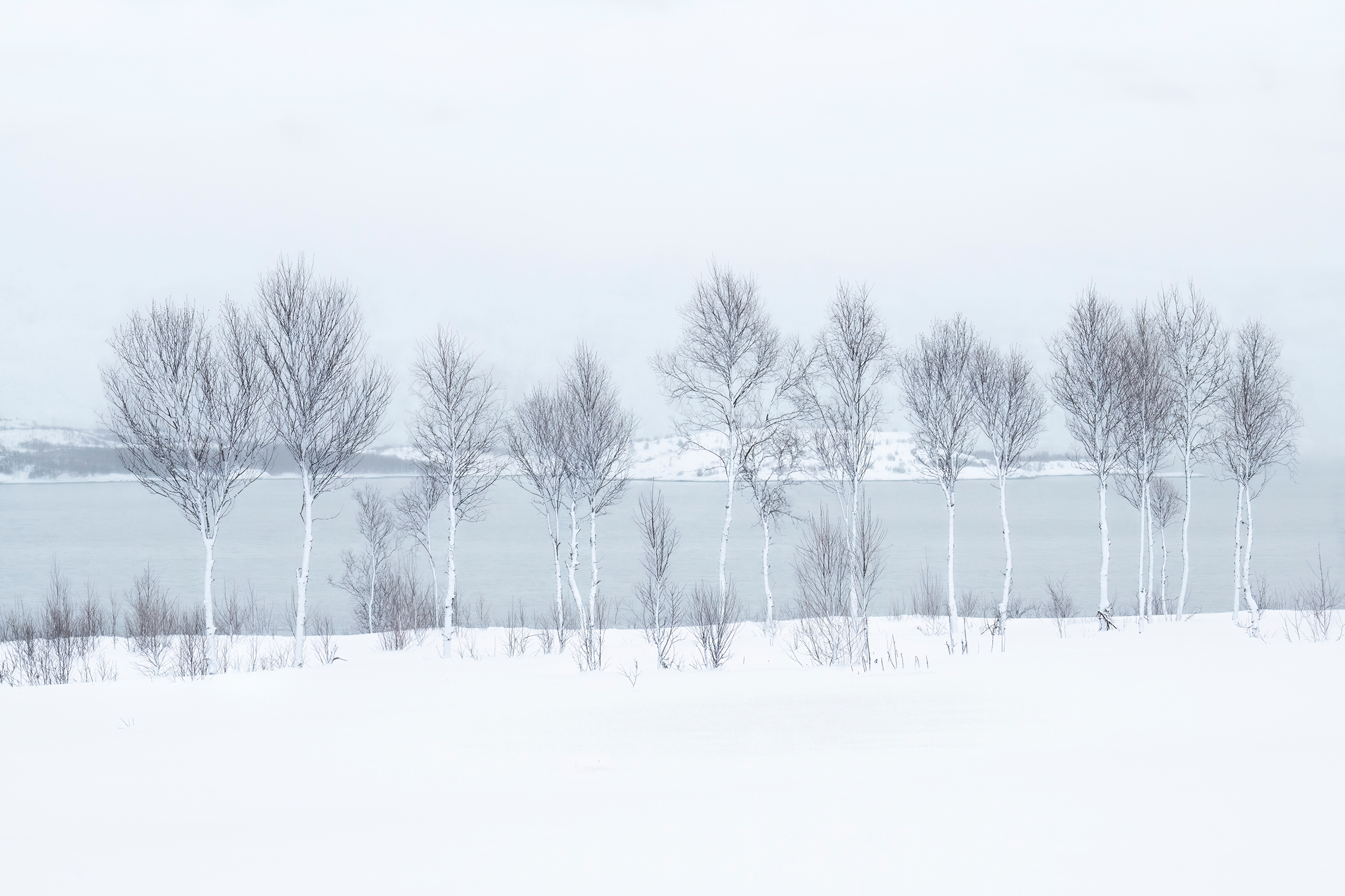 A serene winter scene featuring bare white trees along a snowy shore, with a calm, icy lake under a soft, gray sky