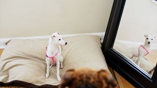 Dog with pricked ears