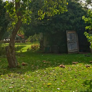 Autumn leaves on lawn beneath tree in front of garden shed