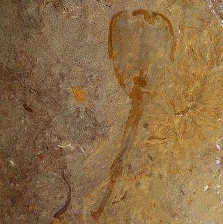 This is the only example of <em>Siphusauctum lloydguntheri</em>, a bottom-feeder that lived during the Cambrian period.